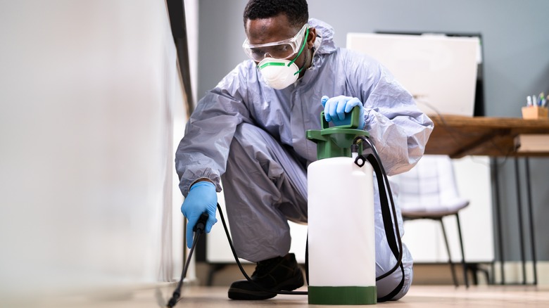 Hiring Pest Control in Allentown