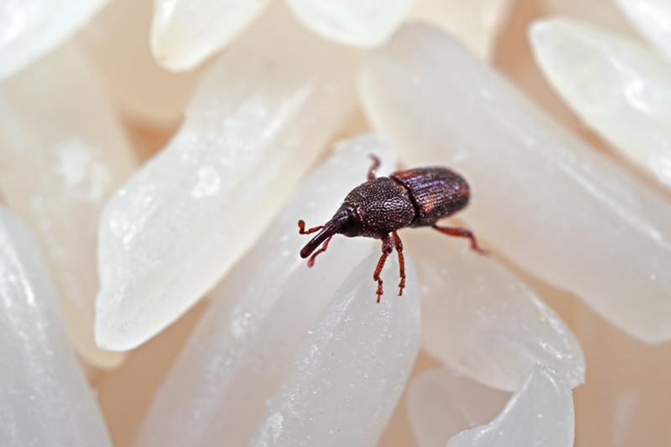 How Do Pests Find Their Way Into Your Commercial Business in Lynnwood?