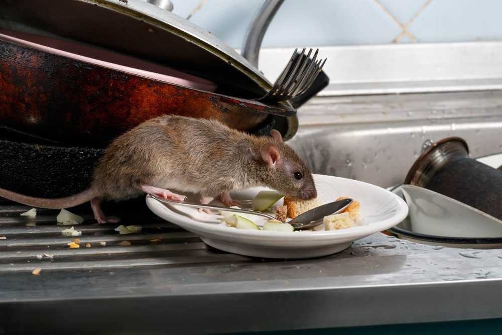 How to Get Rid of Rats and Mice Safely?