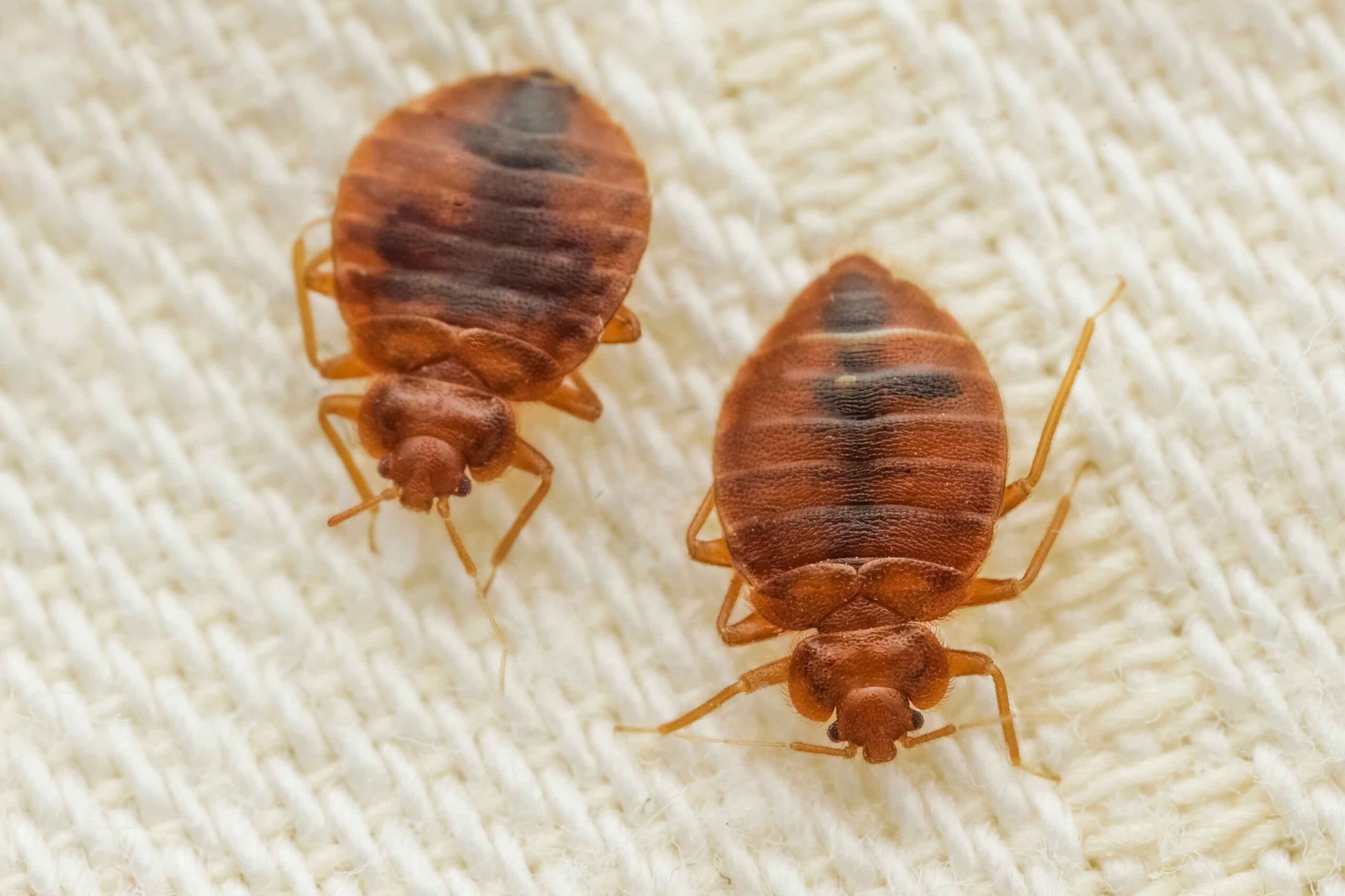 Are Fleas in Englewood, NJ, Causing You Headaches?